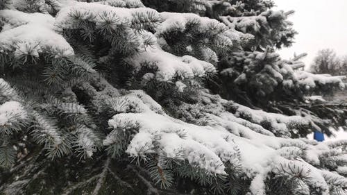 有关冬季, 冻结的, 大雪覆盖的免费素材视频