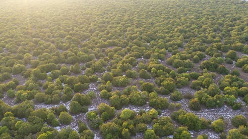 有关天性, 拉出射击, 树木的免费素材视频