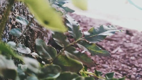 有关天性, 工厂, 户外的免费素材视频