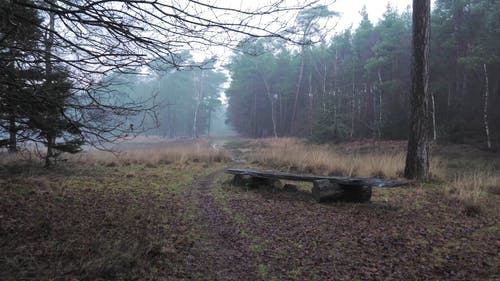 有关天性, 小路, 户外的免费素材视频