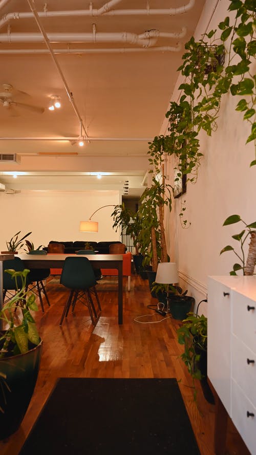 有关垂直视频, 客厅, 室内植物的免费素材视频