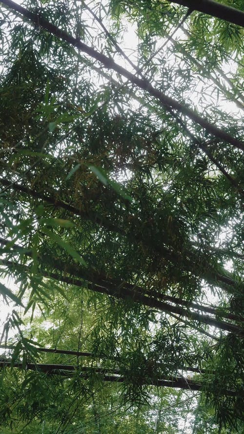 有关分支机构, 垂直视频, 工厂的免费素材视频