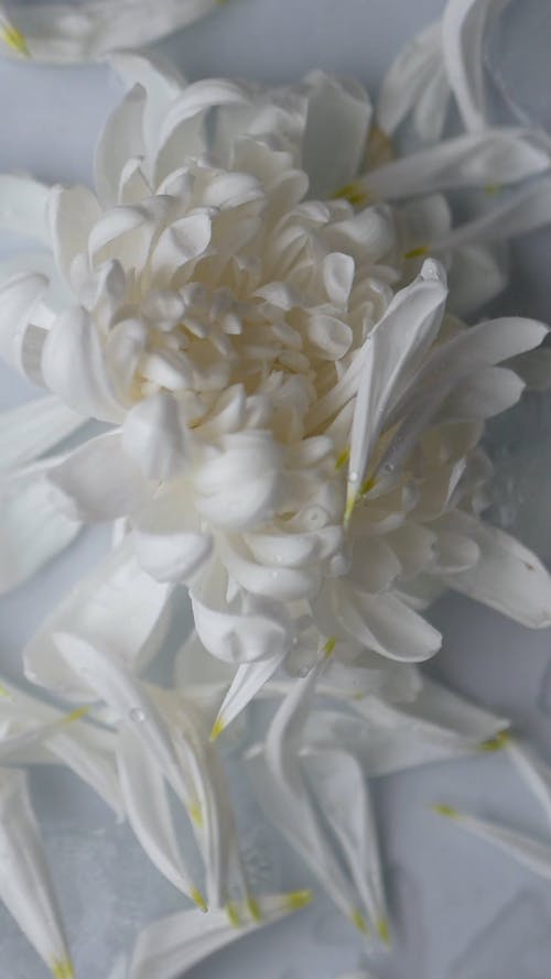 有关垂直视频, 特写, 白色的花朵的免费素材视频