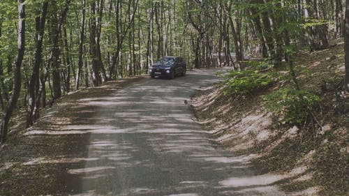 有关天性, 小径, 户外的免费素材视频