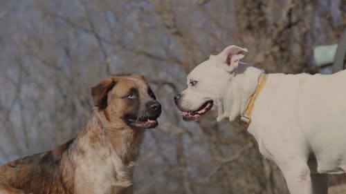 有关不悦, 吠, 咬的免费素材视频