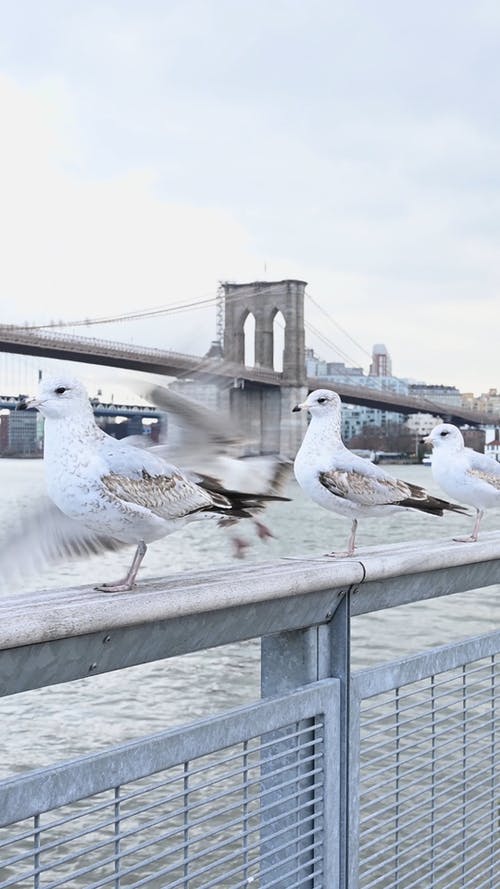 有关垂直视频, 建筑, 户外的免费素材视频