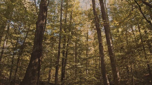 有关天性, 户外, 森林的免费素材视频