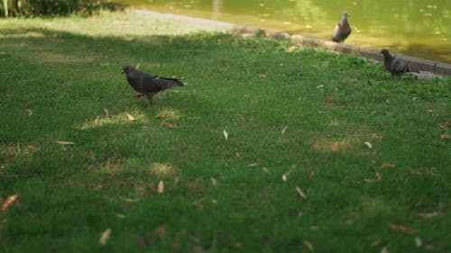 有关慢动作, 户外, 搜索的免费素材视频