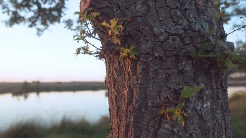 有关天性, 户外, 模糊的背景的免费素材视频