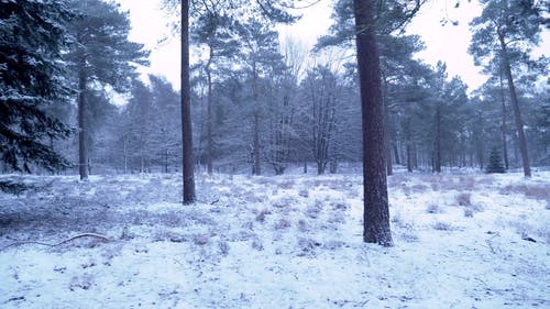 有关dwingelderveld, 冬季, 冬季森林的免费素材视频