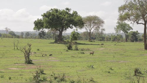 有关保护, 天性, 栖息地的免费素材视频