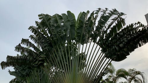 有关东西棕榈, 低角度拍摄, 增长的免费素材视频