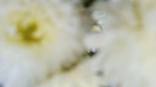 有关植物, 植物群, 特写的免费素材视频