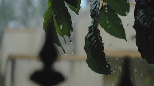 有关下雨, 多雨的, 景深的免费素材视频