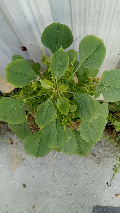 有关俯视图, 垂直视频, 工厂的免费素材视频