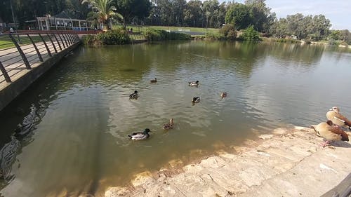 有关@户外, 公园, 和平的的免费素材视频