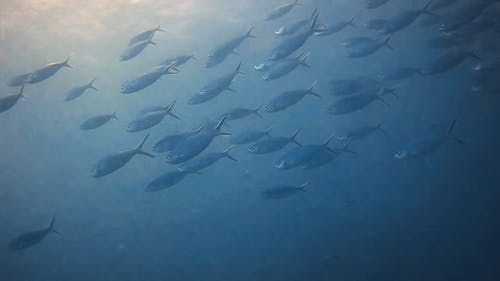 有关水下, 水肺潜水, 海的免费素材视频