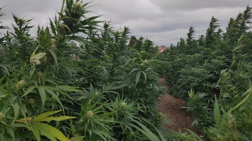 有关多风, 天性, 工厂的免费素材视频