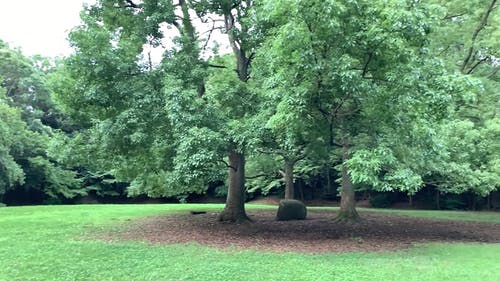 有关和平的, 天性, 安静的免费素材视频