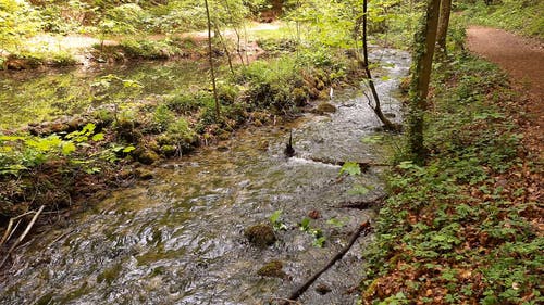 有关forestpark, ガリョスケブラドス, 人行道的免费素材视频