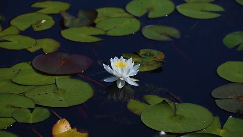 有关冷静, 天性, 植物的的免费素材视频