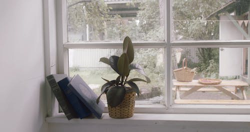 有关图书, 增长, 室内植物的免费素材视频