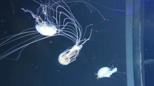 有关半透明, 危险, 有毒的免费素材视频