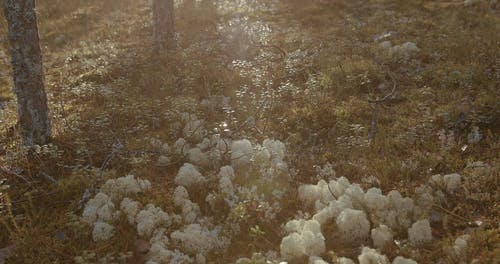 有关太阳, 太阳光线, 森林的免费素材视频