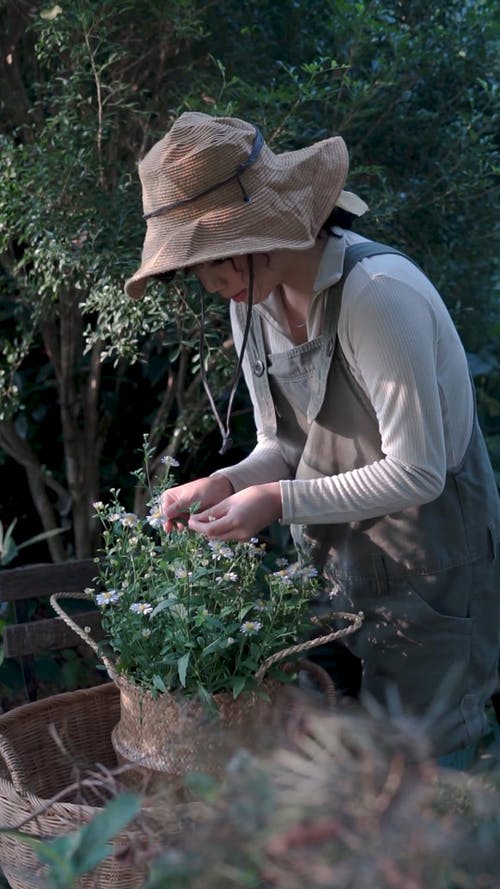 有关修剪花草, 垂直视频, 太阳帽的免费素材视频