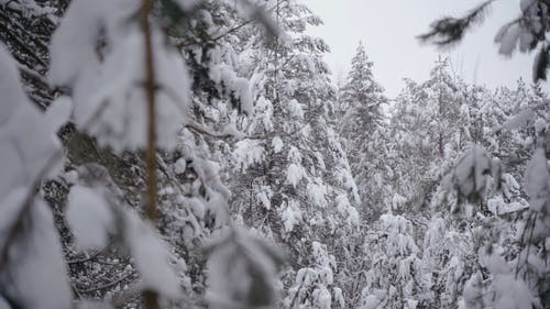 有关下雪的, 冷, 冷冰的的免费素材视频