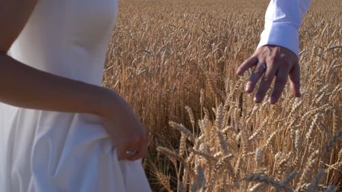 有关一对, 婚纱礼服, 小麦的免费素材视频