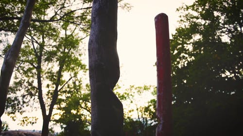 有关动态射击, 原本, 天性的免费素材视频