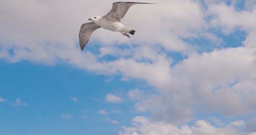 有关动物, 天空, 海鸟的免费素材视频