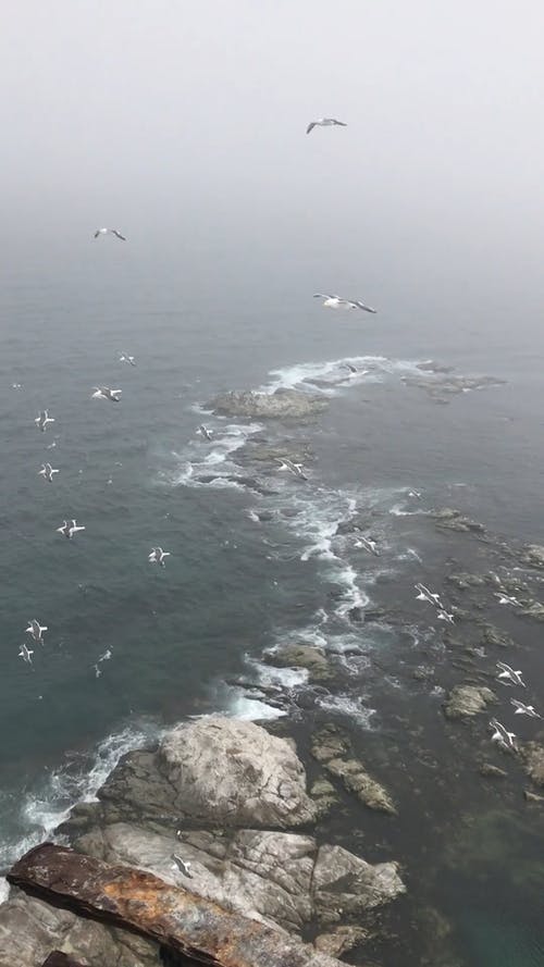 有关垂直视频, 多风, 天性的免费素材视频