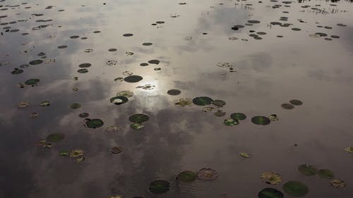 有关光反射, 平静的水, 户外的免费素材视频
