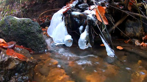 有关冰, 森林河, 水的免费素材视频