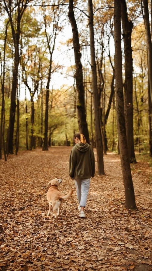 有关下落, 休闲, 公园的免费素材视频