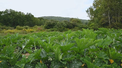 在农业土地上的南瓜种植园 · 免费素材视频