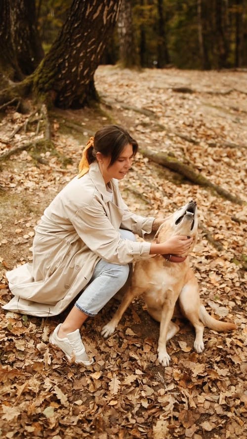 有关下落, 伴侣, 公园的免费素材视频