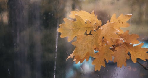 有关atmosfera de outono, 下落, 下雨的免费素材视频