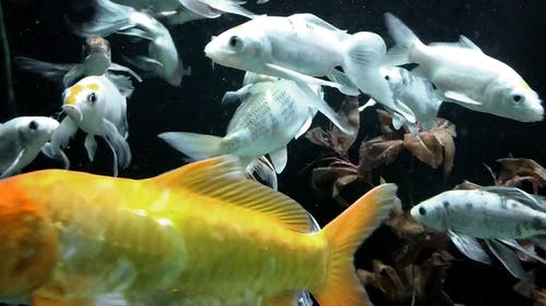 有关动物, 水, 水下的免费素材视频