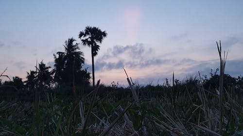 有关低角度拍摄, 天性, 户外的免费素材视频