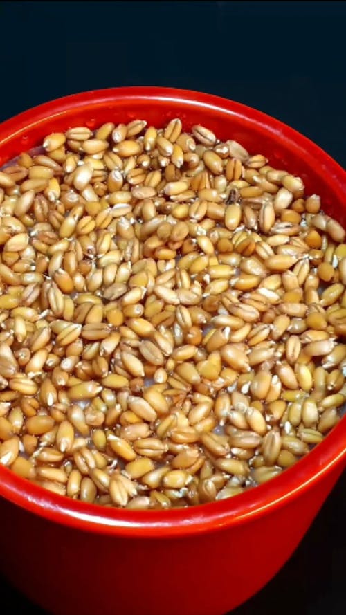 有关全景, 切入, 咖啡豆的免费素材视频