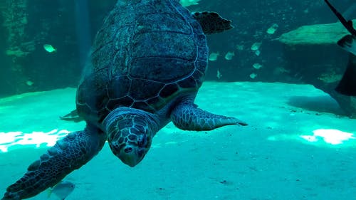 有关水族馆, 水生生物, 海洋生物的免费素材视频