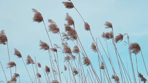 有关天性, 天空, 日光的免费素材视频