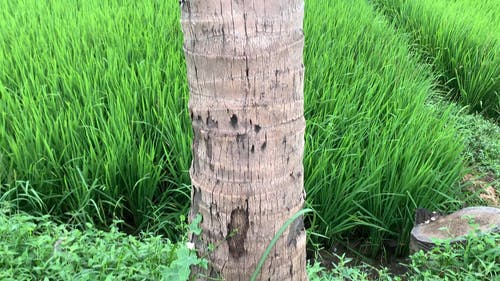 有关倾斜射击, 多风, 天性的免费素材视频