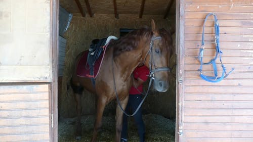 有关动物, 哺乳动物, 家畜的免费素材视频