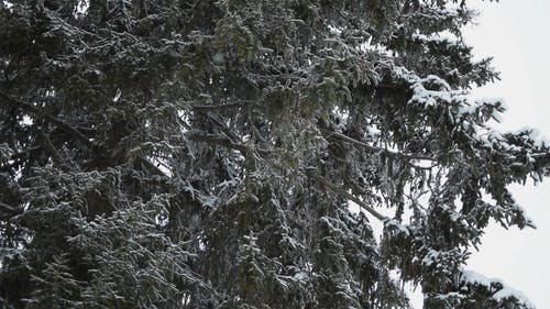 有关下雪的, 冬季, 分支机构的免费素材视频