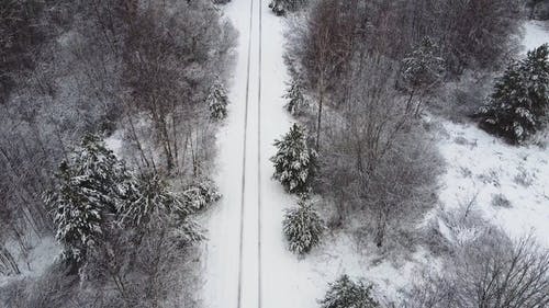 有关冬季, 大雪覆盖, 森林的免费素材视频