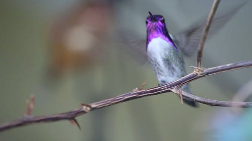 有关哥斯达黎加蜂鸟, 天性, 户外的免费素材视频
